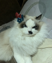 140ƽè˫ȫ֮ңҪֲ׷ź