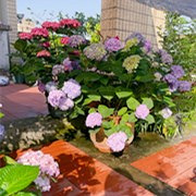 5月是绣球的季节