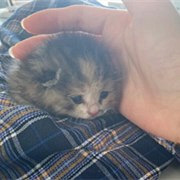 捡到的小奶猫好脆弱