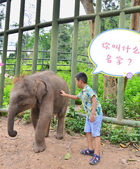 一场说走就走的旅行——西双版纳【种草遛娃地】