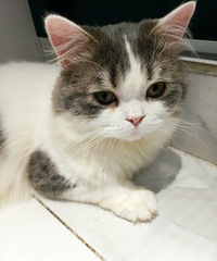 ������һ�����ȵ�è�������ܰ�����ߣ��ͺ��