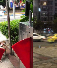 实地打探重庆各公共区域遛狗现状