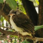 �񵽵İ�ͷ������