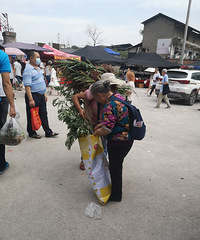 ÿ궼Ҫϴ裡ϳĲݲҩ