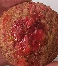 ��ˮ���������֦��û�ù�ζ�����˾�Ȼ�������룿