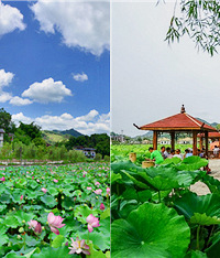 这5个荷花池可安排一天的深度游玩