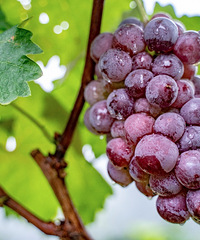 ���300��Ķ�ı��ع�԰���������ӿ���һ��ժ����