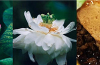 µĺɻãؼزͲҪ̫óԣ