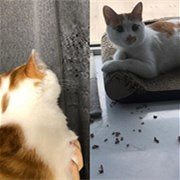 ����������̳��Ƥ��è