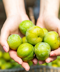 ������͡�ժ���ӣ�����ط������ú�����Ұ������