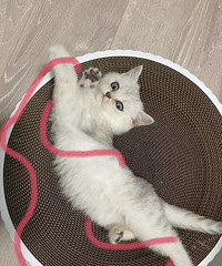 94��169CM�ĵز������������飬ϣ���Է�ϲ��С����