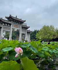 华岩寺的荷花开了,分享游玩小贴士