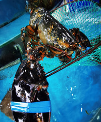 ����˫��ũó�ǣ����ּ۸�ͳ��г��뻹�Ǻٴ�