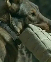 ����Ϊ��׷����ʵЧ��ը����ѫȮ