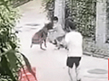 6岁小孩遭大狗扑咬