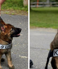 ��̭��Ȯ��Ȼ������33�����