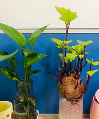 ռǣһ°칫ϵССֲ԰