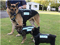 淘汰警犬拍卖出天价