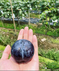 ��������ժ��ȭͷ������ӣ�Ҳ���ˡ�����С��կ��