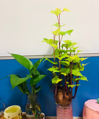 ռǣһ°칫ϵССֲ԰