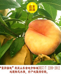 这个季节桃子不能断,脆而不硬汁水又多的大白桃买的巨划算