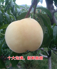 这个季节桃子不能断,脆而不硬汁水又多的大白桃买的巨划算