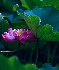 重庆求子寺庙推荐,因为生育焦虑开始求神拜佛