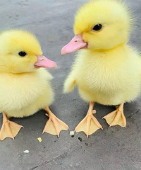 27�겻�ȾƲ��ĵϵ�С�����飬ϣ���Է������������Ͻ���