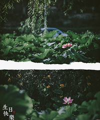 生辰月朗星耀,红日日照荷香