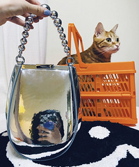 ����һ���ҳ�����С��Ʒ�ƣ�����һֻ���ÿ��������