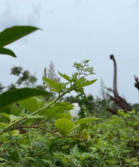 ȥձȥ조Сι¹ץҰѼ