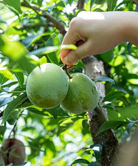 ���㡢ժ���ӻ�������ˣˮ���ǡ�������С���ȥ��