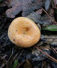 �����ζ��Ҷ��Թ���