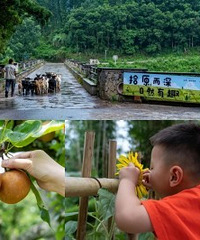 巴南能摘果,看萤火虫的亲子消暑地