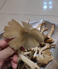 ·ֵıصأ¶Ӫˣˮ׽зĢˣ