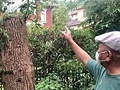 修剪自家树被罚14万