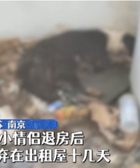 90后情侣把宠物狗遗弃出租屋