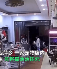 女子宠物店退猫遭拒当场摔死