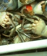 顶级网红胖哥俩肉蟹煲恶心后厨曝光