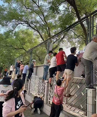 虽然神兽归笼,但是二胎家庭接送的苦日子才开始!
