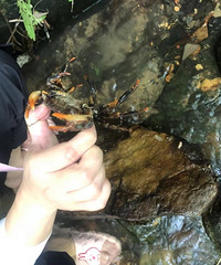 95��156CM��PHP��������ʦ���飬ϣ��������168+