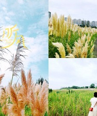 重庆草海湾公园,有超大一片芦苇