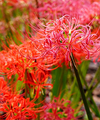 ܱ߾ȻһƬѵı˰ԵҲ