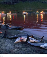 ������ɱ��ǧֻ���࣬��ˮ��Ⱦ��