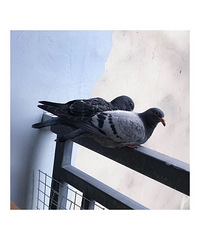 97��173CM����ӪС�����飬�������˺ܶ�С����