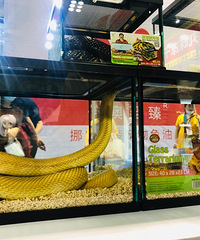 �������������棬��Сֻ�ܿ�è����