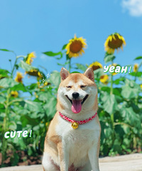 ���տ��������Ⱦ��׽��������ƤӰϷ����ĩ������ȥ����