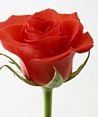 86164CMС飬ϣԷѧר