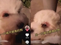 女主人竟给狗开眼角