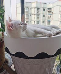 92��160CM��ְ����������������飬ϣ���Է������������